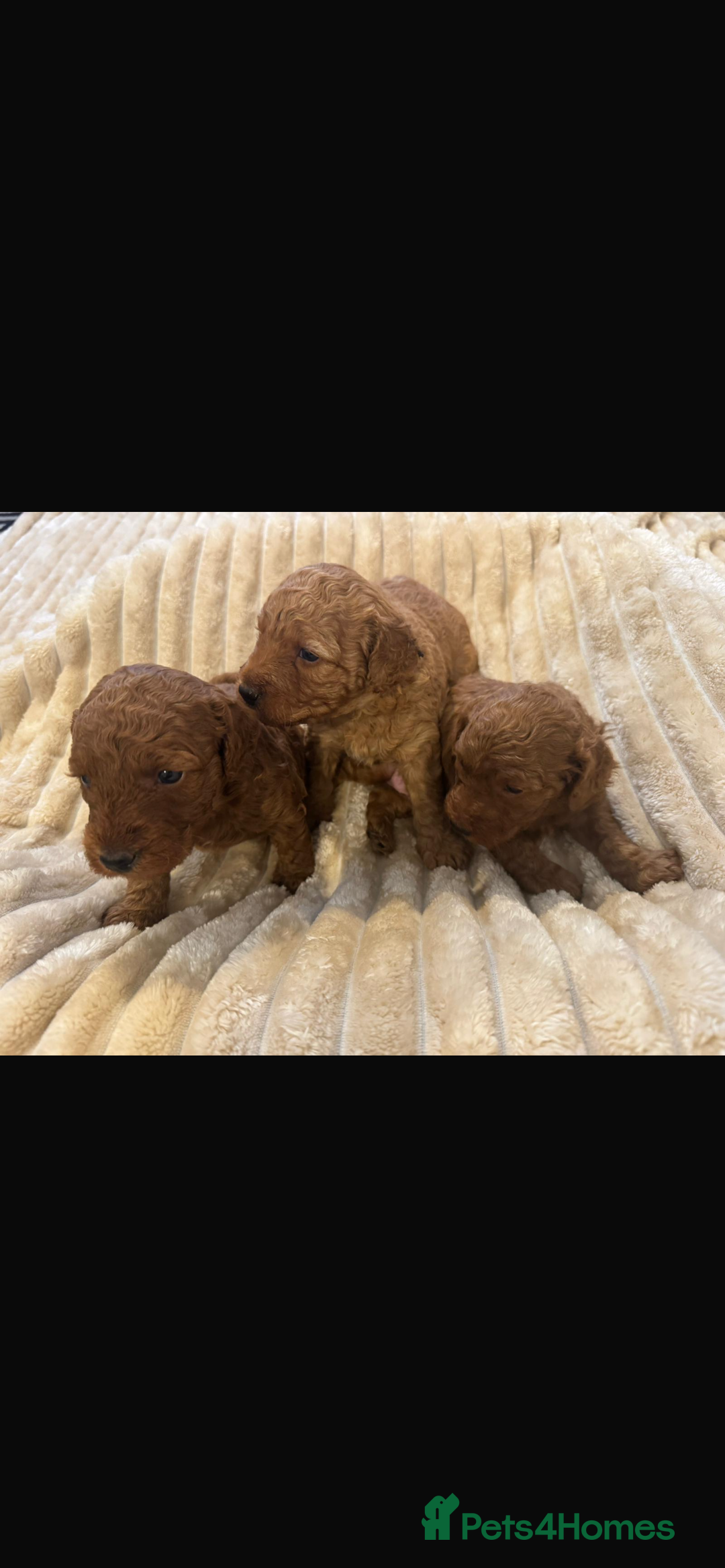 Cockapoo dogs for sale: Beautiful cockapoos  - Image 7