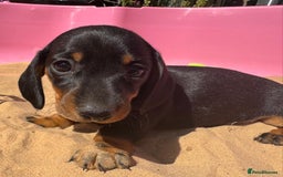 Miniature Dachshund dogs for sale: KC, PRA Clear Miniature Dachshund Puppies - Image 25
