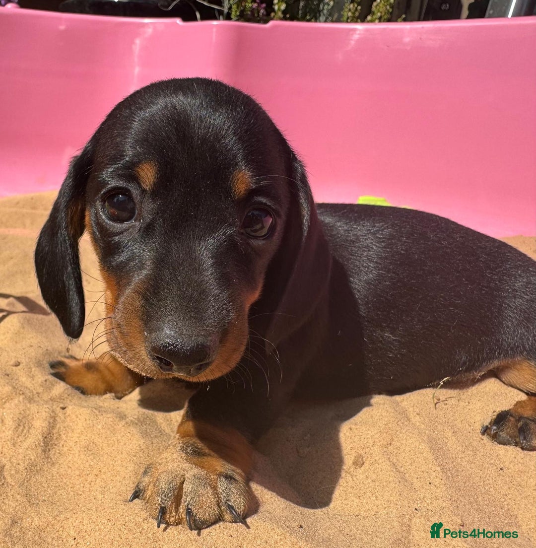 Miniature Dachshund dogs for sale: KC, PRA Clear Miniature Dachshund Puppies - Image 25