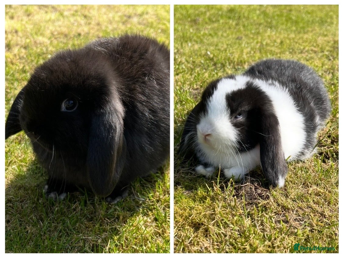 Mini Lop rabbits Mini Lops READY NOW 3rd April  - Advert 11