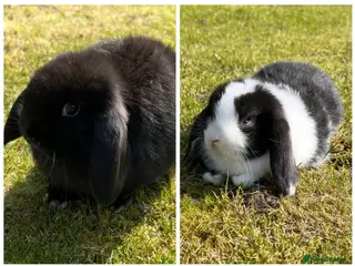 Mini Lop rabbits Mini Lops READY NOW 3rd April - Advert 11