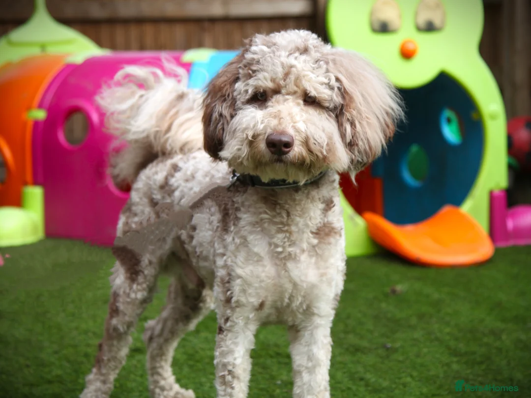 Poodle dogs for stud: Freddie - Professional Stud Service in Eastleigh - Advert 7