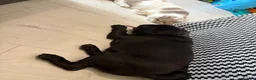 Pug dogs for sale: Doug the pug in Buckingham - Advert 17