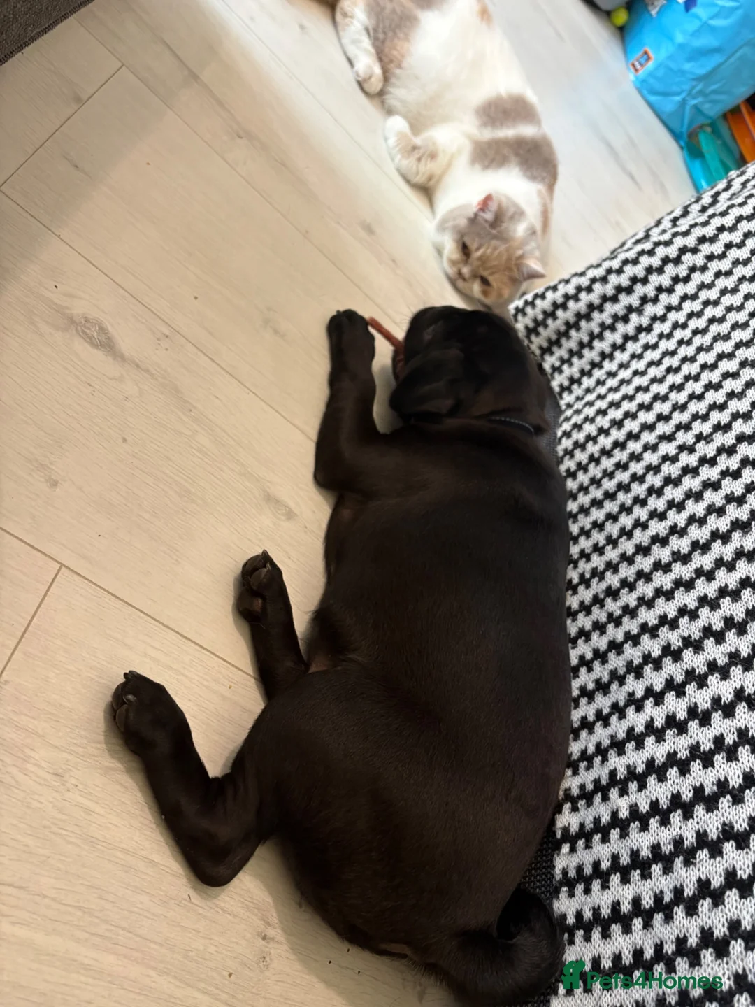 Pug dogs for sale: Doug the pug in Buckingham - Advert 17