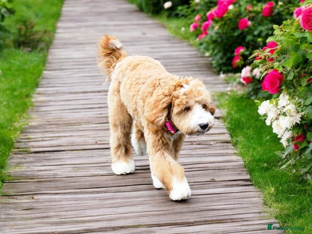 Cocker Spaniel dogs for stud: Hip0/0 Elbow 0/0 🌟Australian Labradoodle  - Advert 15