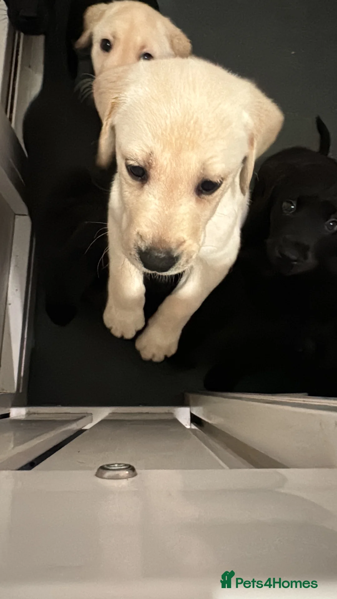 Labrador Retriever dogs for sale: 3 black females remaining – Labrador Retrievers - Advert 4