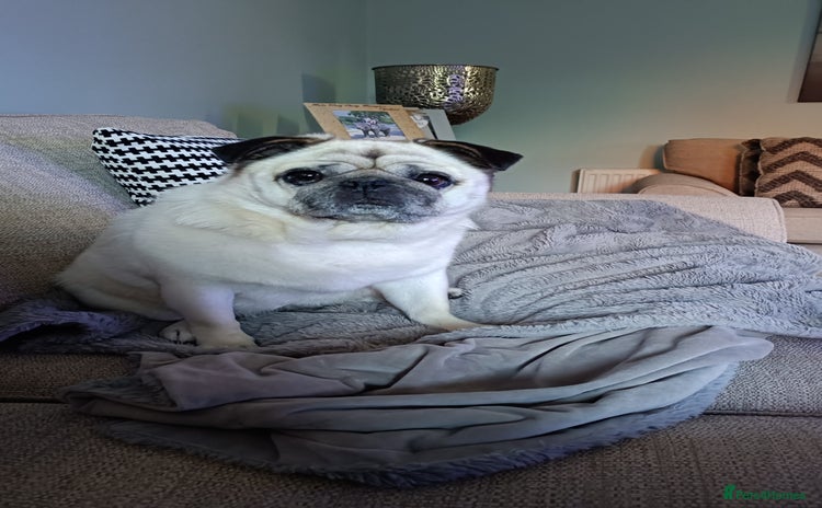 Pug dogs - Advert 2