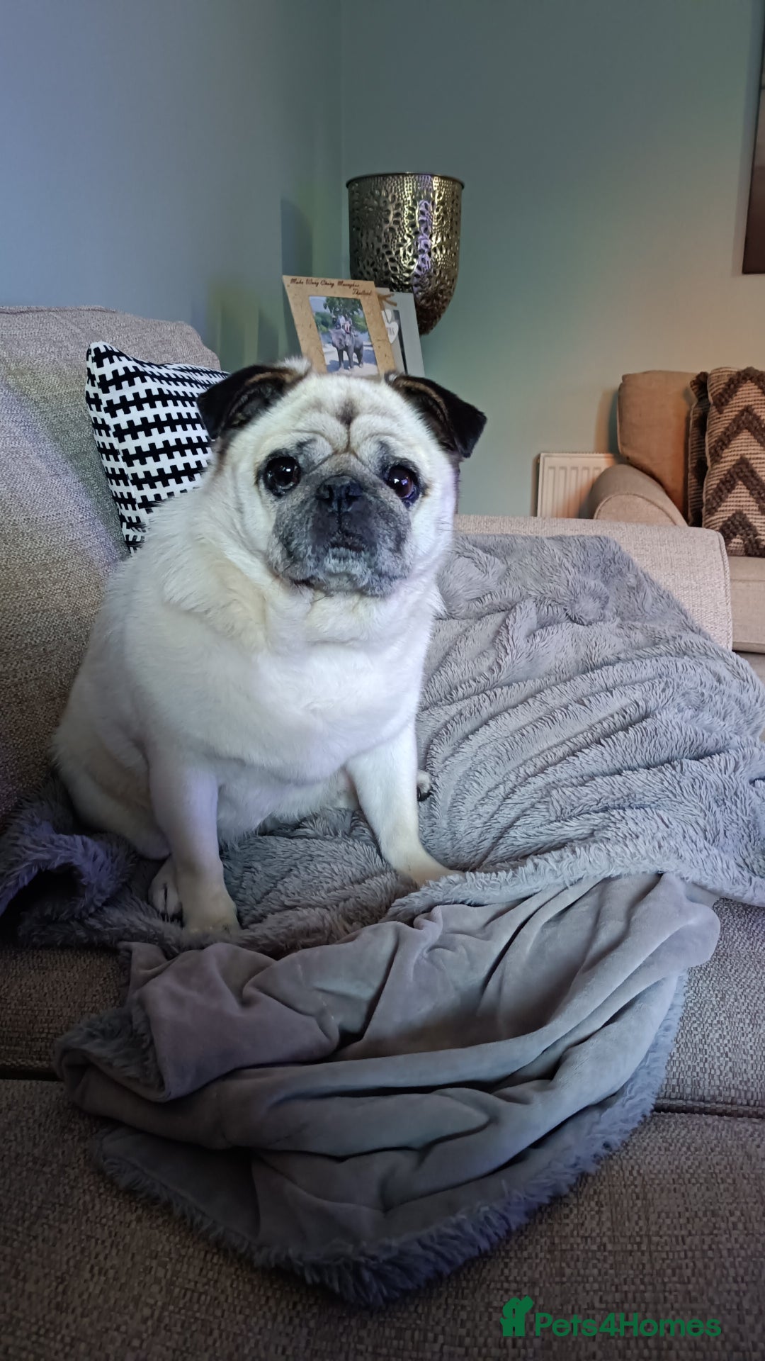 Pug dogs for sale: Porscha requires new home as moving abroad  - Image 1