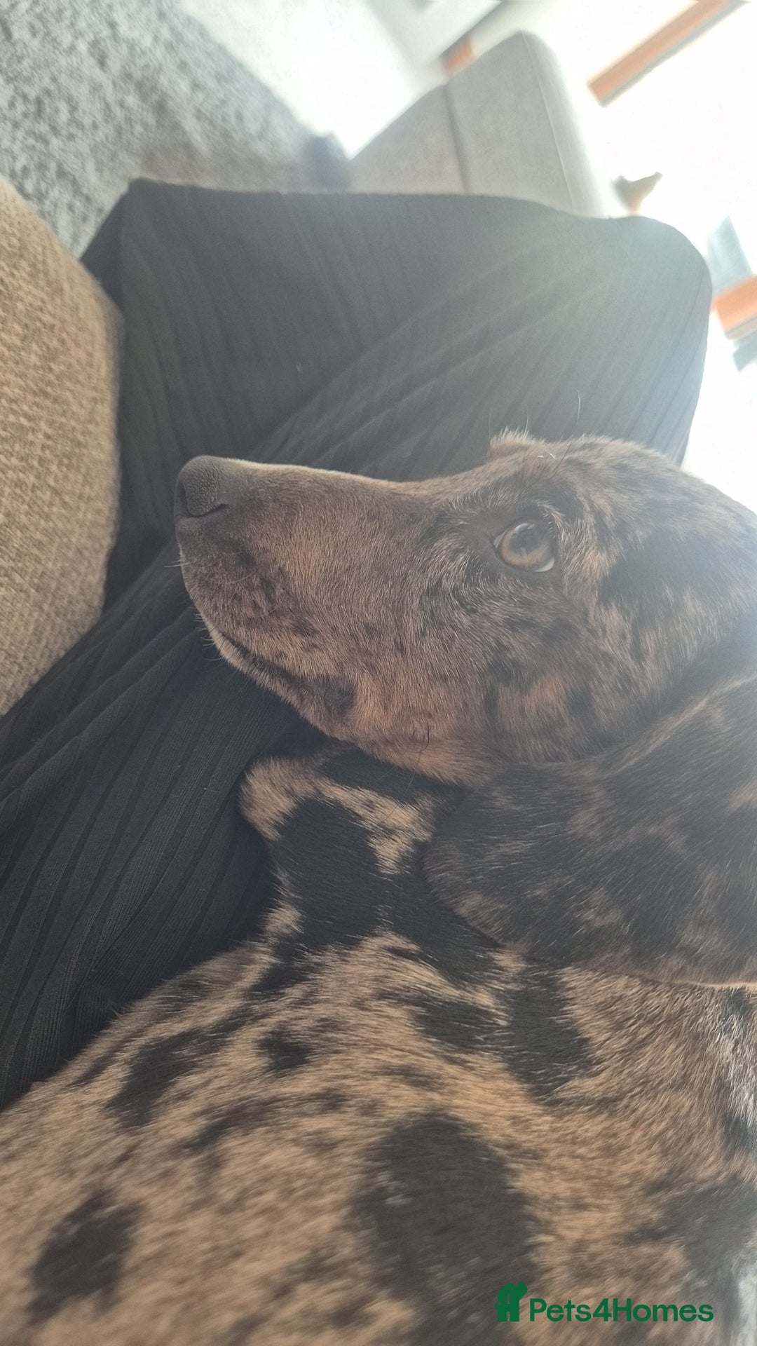 Mixed Breed dogs for sale: Dachsund cross - Image 3