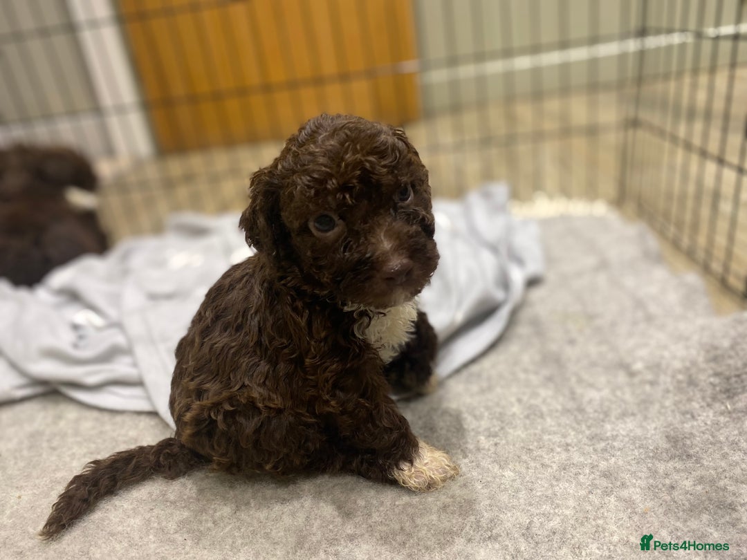 Lagotto Romagnolo dogs for sale: Lagotto Romagnolo puppies  - Advert 16
