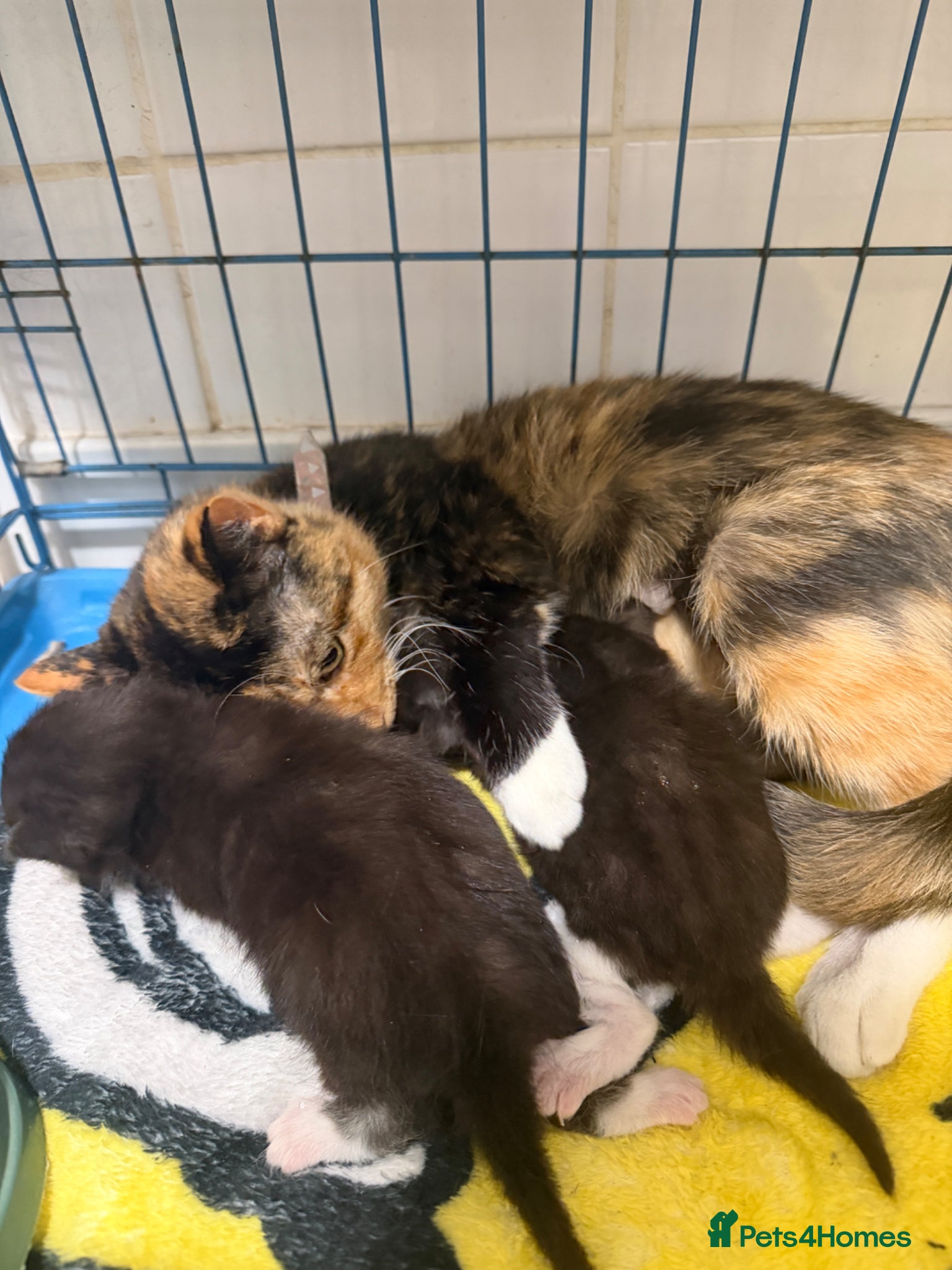 Mixed Breed cats Cute kittens - Advert 1