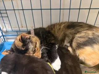 Mixed Breed cats Cute kittens - Advert 1