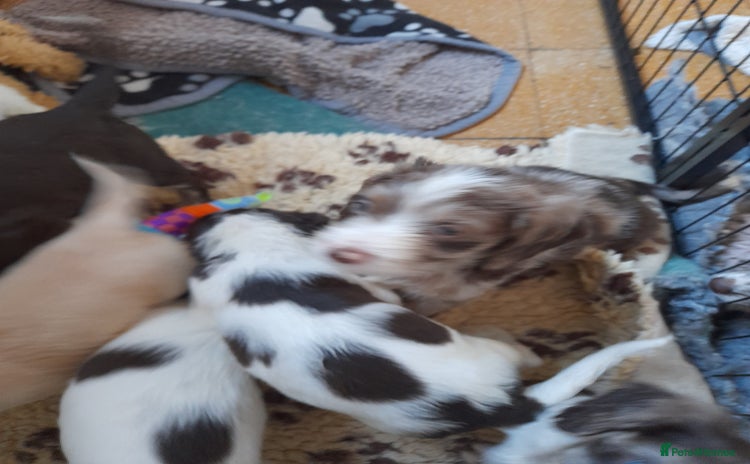 Sprocker dogs - Advert 2