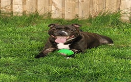 Staffordshire Bull Terrier dogs for sale: Male Staffy micro chipped ready for his new family - Image 2