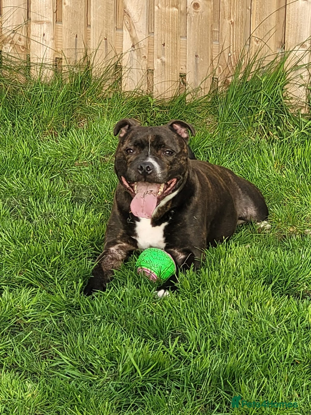 Staffordshire Bull Terrier dogs for sale: Male Staffy micro chipped ready for his new family - Image 2
