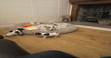 Jack Russell dogs Short legs Jack Russell  - Advert 2
