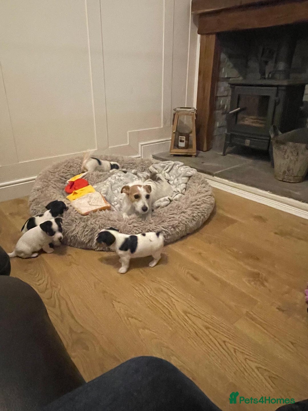 Jack Russell dogs for sale: Short legs Jack Russell  - Advert 1