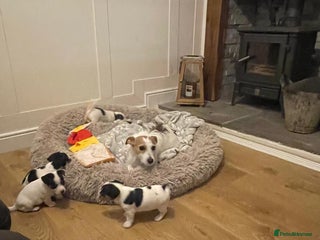 Jack Russell dogs for sale: Short legs Jack Russell - Advert 1