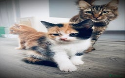 British Longhair cats for sale: 4 gorgeous fluffy kittens - Image 10