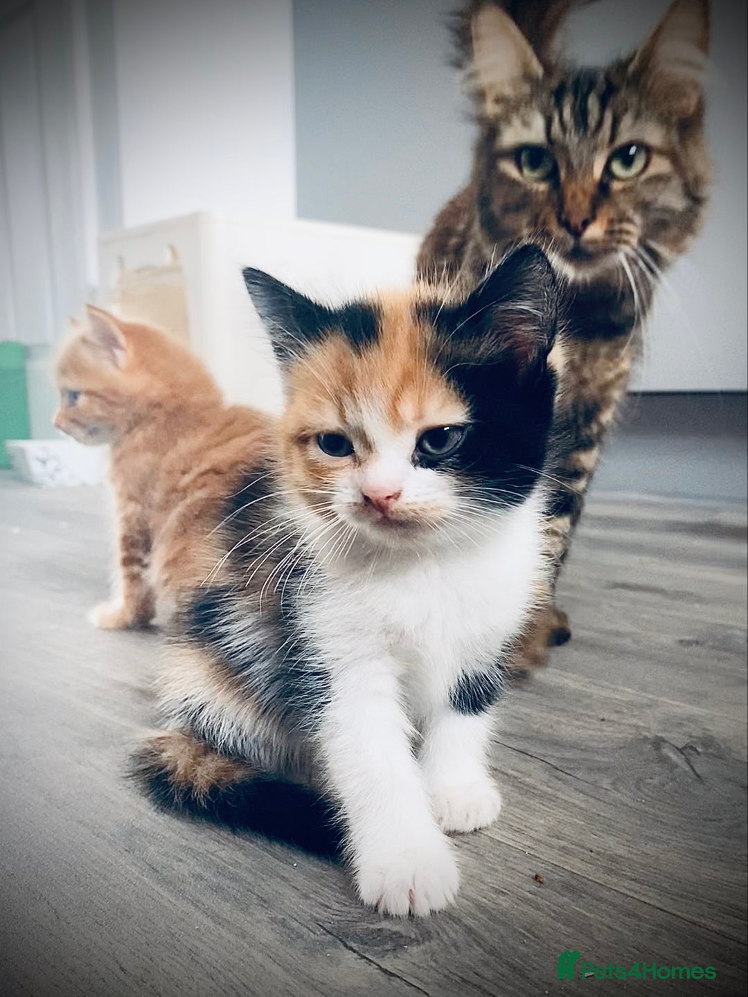 British Longhair cats for sale: 4 gorgeous fluffy kittens - Image 10