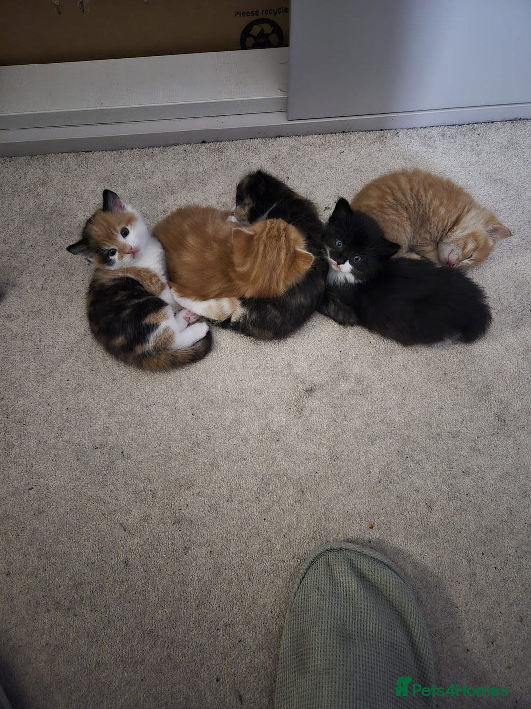 Mixed Breed cats for sale: Gorgeous fluffy kittens  - Image 6