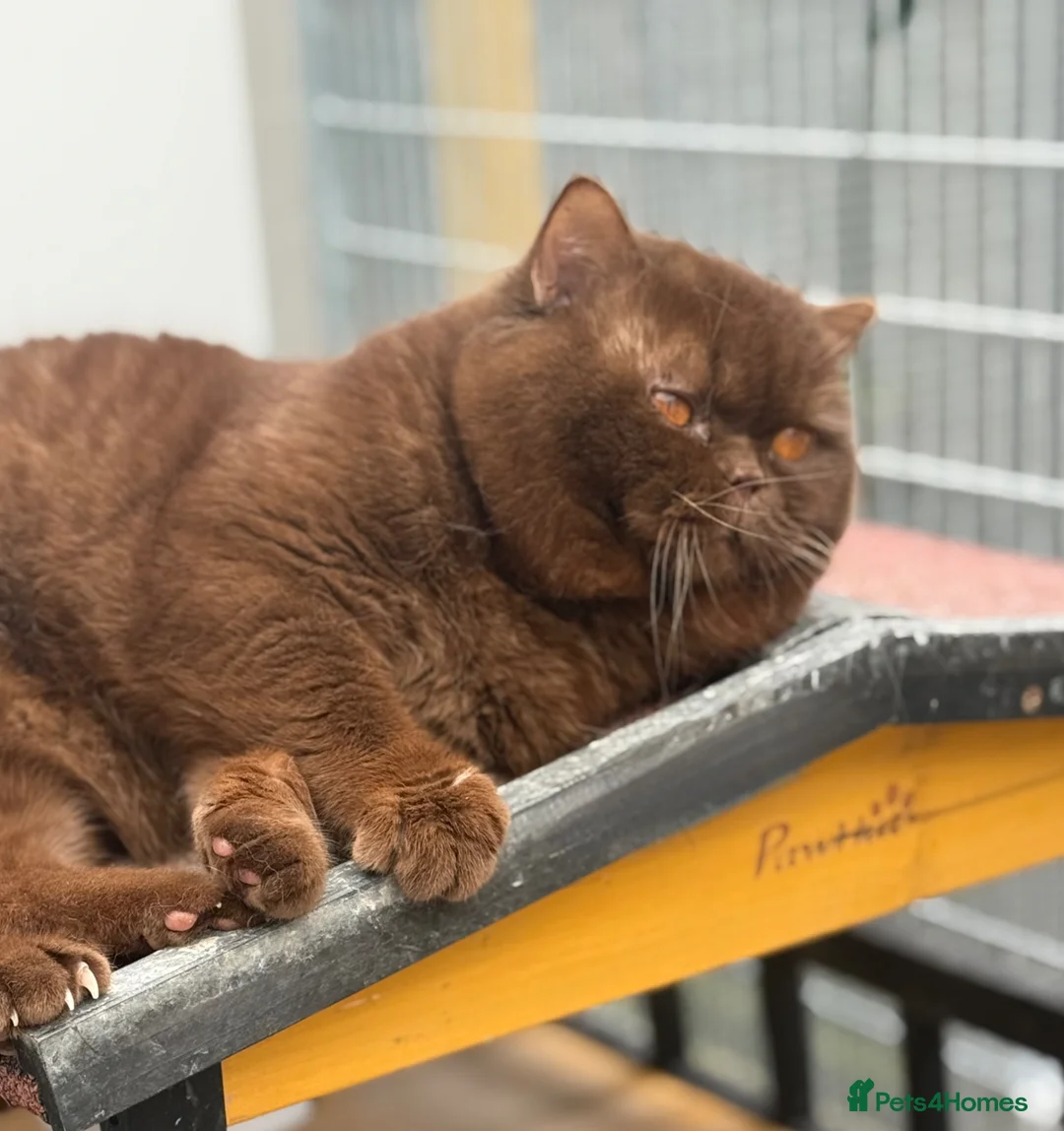 British Shorthair cats for stud: Super imported boy Chocolate carrying cinnamon  - Advert 1