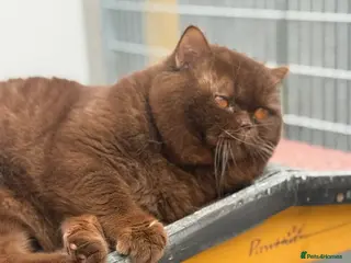 British Shorthair cats Super imported boy Chocolate carrying cinnamon - Advert 5