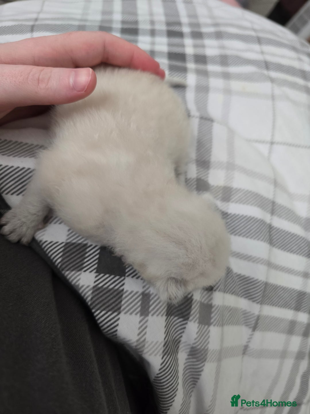 Ragdoll cats for sale: 💙 BLUEPOINT RAGDOLL BOY FOR SALE 💙 - Image 38