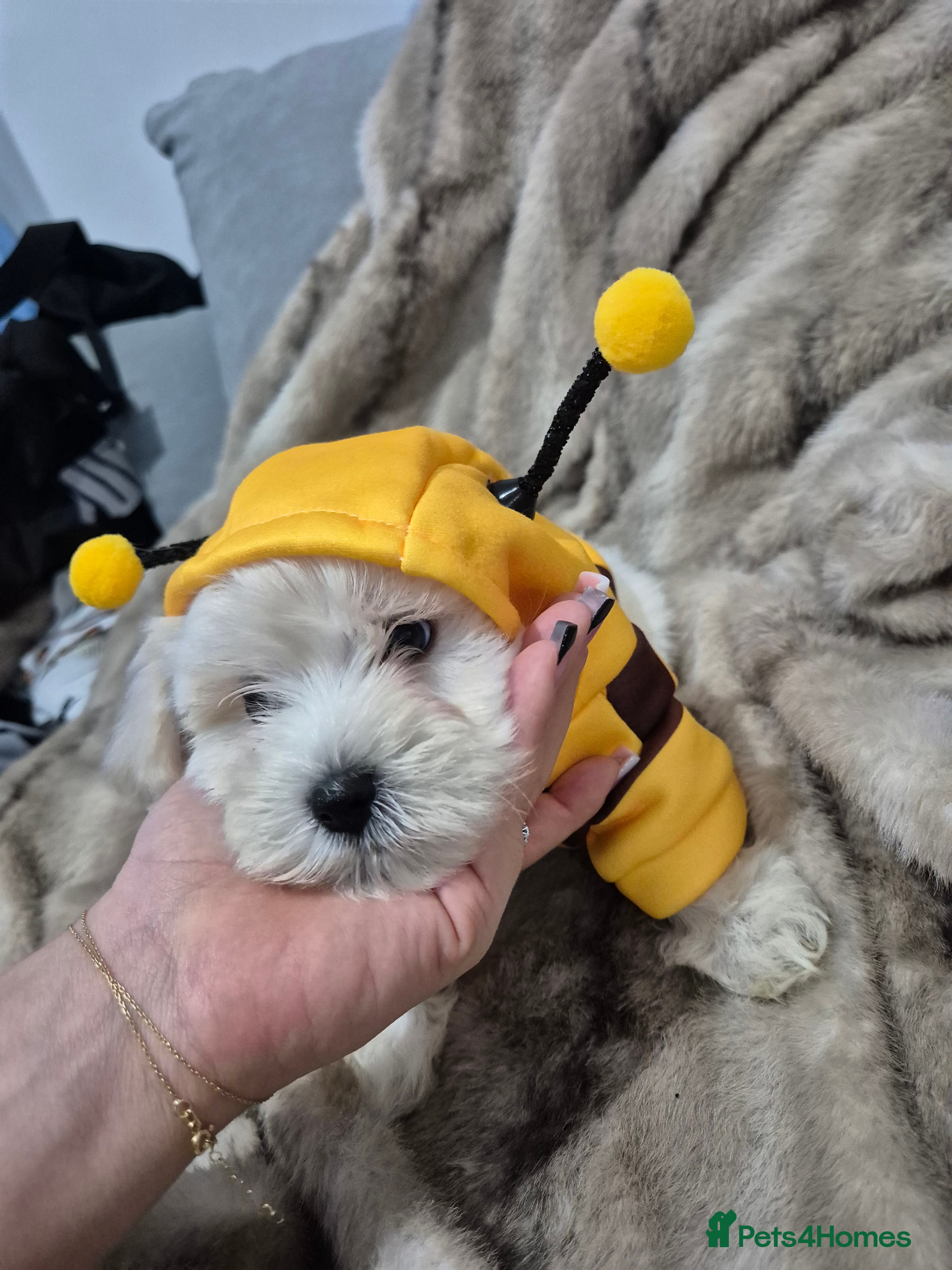 Maltese dogs READY TO GO Beautiful Maltese puppies  - Advert 4