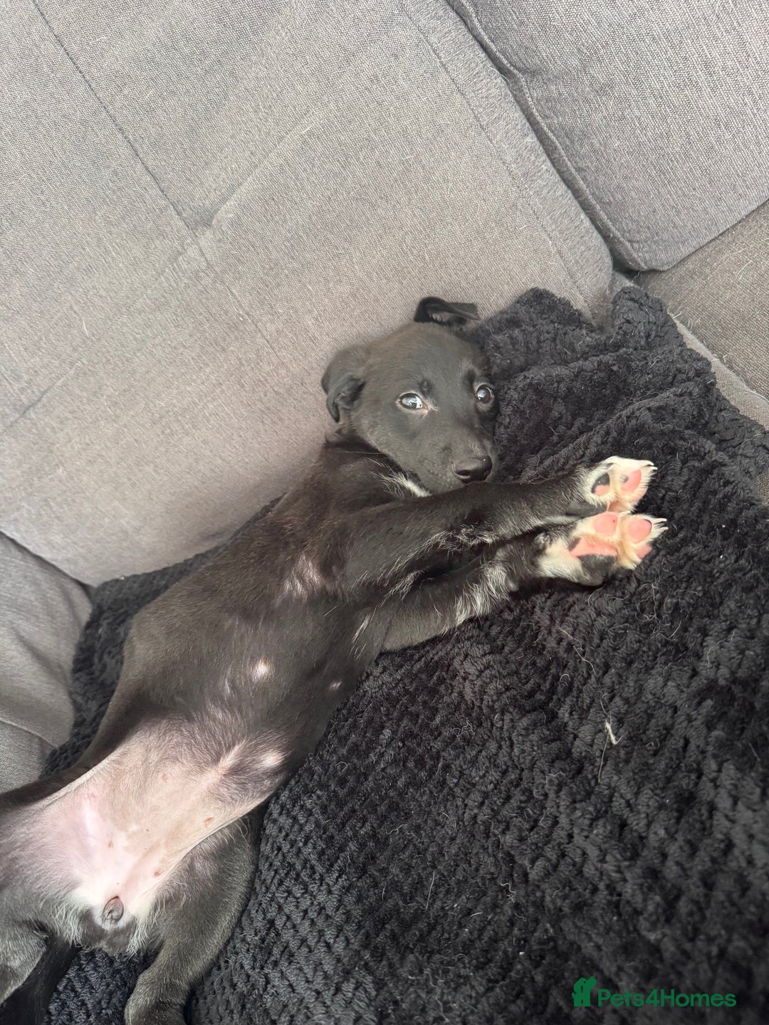 Mixed Breed dogs for sale: German Shepard/husky cross puppies  - Image 8