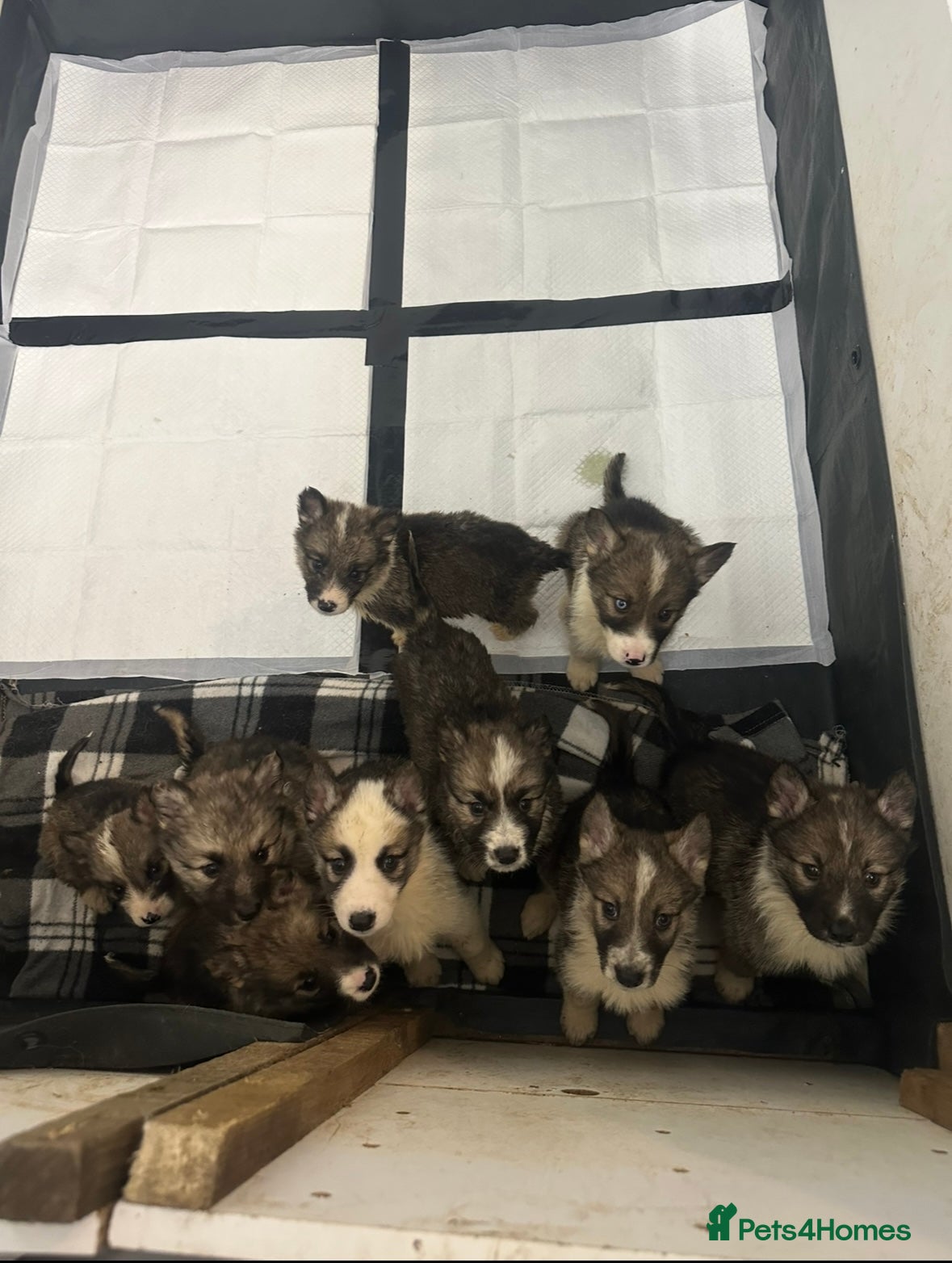 Shepsky dogs German Shepherd x Husky SHEPSKY - Advert 7