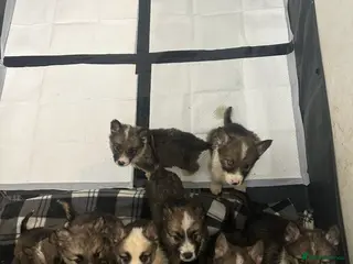 Shepsky dogs German Shepherd x Husky SHEPSKY - Advert 7