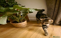Mixed Breed cats for sale: 1 year old male cat - Image 6