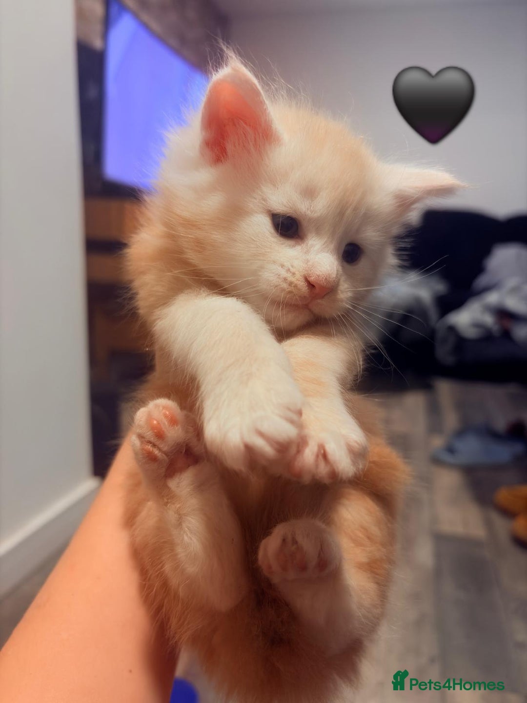 Maine Coon cats for sale: Maine Coon Kittens  - Advert 20