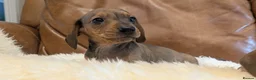 Miniature Dachshund dogs for sale: Beautiful Miniature Dachshund Puppies  - Advert 2