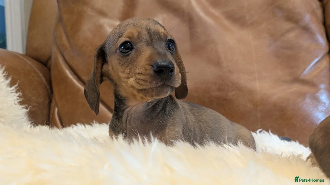 Miniature Dachshund dogs for sale: Beautiful Miniature Dachshund Puppies  - Advert 2