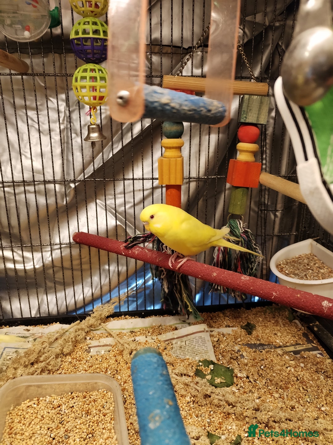 Budgerigars birds for sale: Beautiful baby budgies  - Advert 8