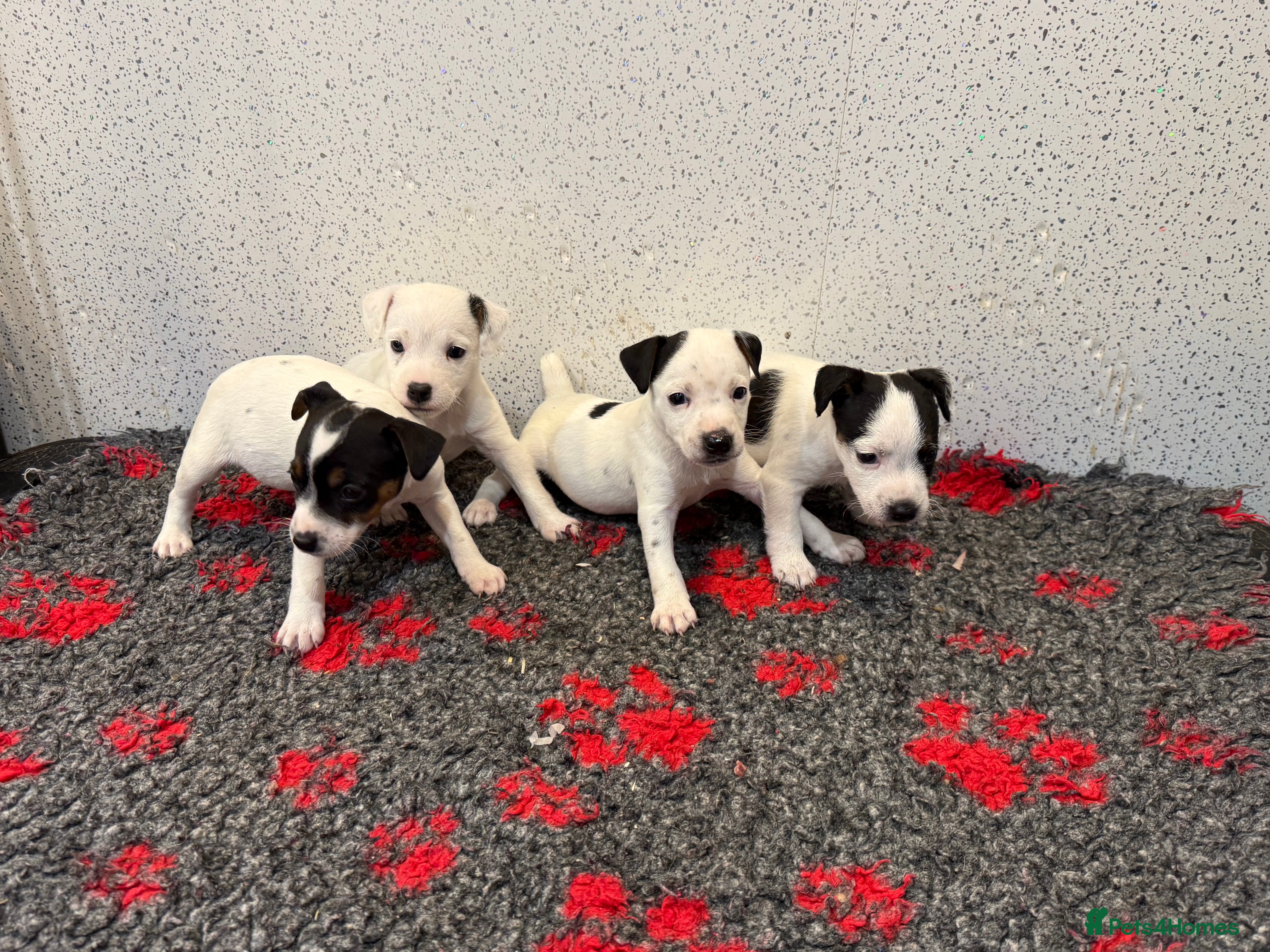 Jack Russell dogs Jack Russell puppies  - Advert 10