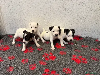 Jack Russell dogs Jack Russell puppies - Advert 11