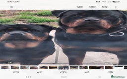 Rottweiler dogs for sale: Kc rottweiler puppies  - Image 7