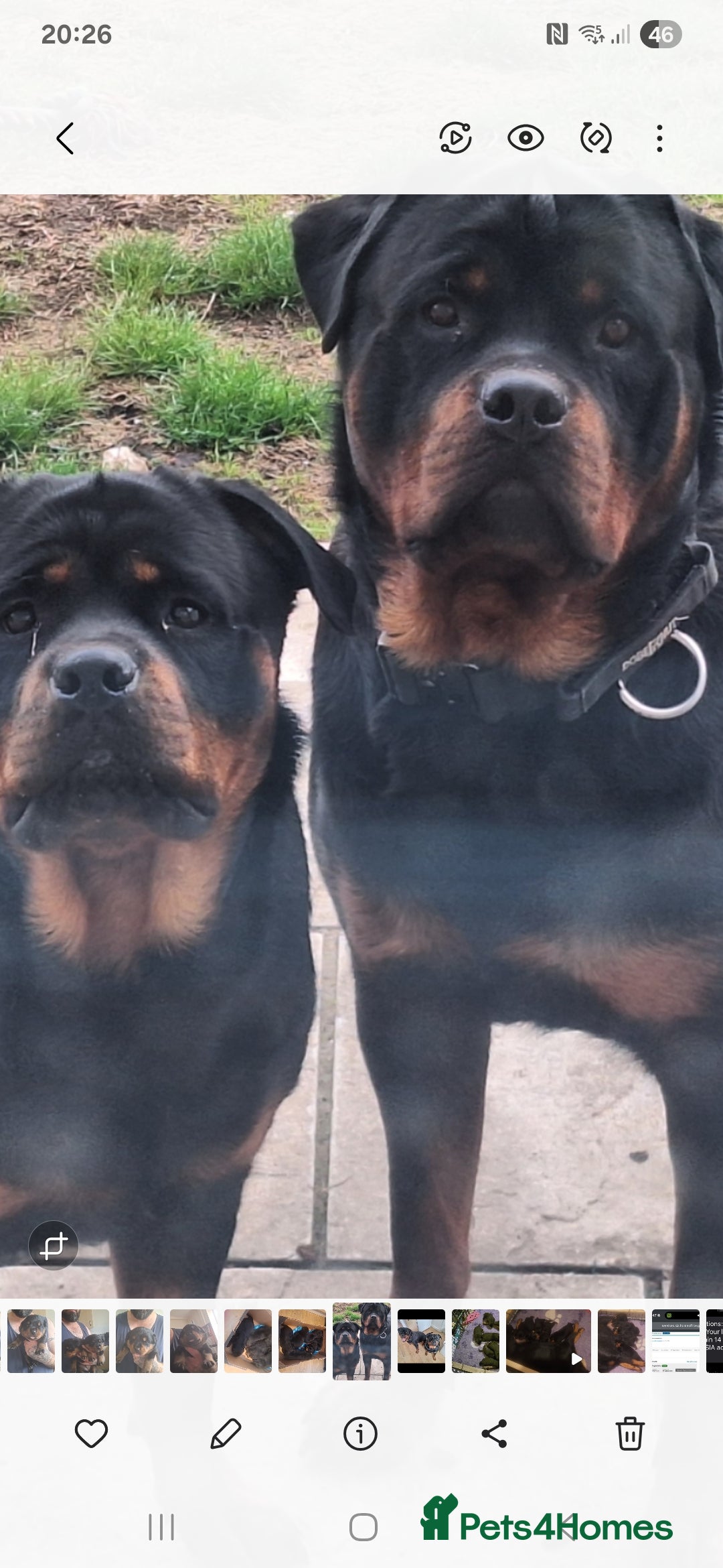 Rottweiler dogs for sale: Kc rottweiler puppies  - Image 7