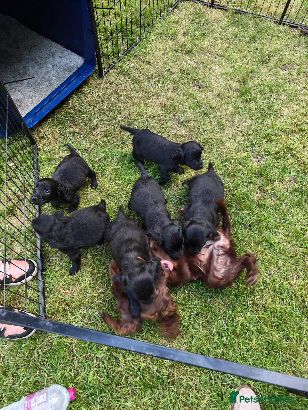 Cocker Spaniel dogs for sale: Cocker spaniel puppies  - Advert 6