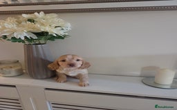 Cocker Spaniel dogs for sale: Stunning gold working cocker spaniel puppies!! - Image 8