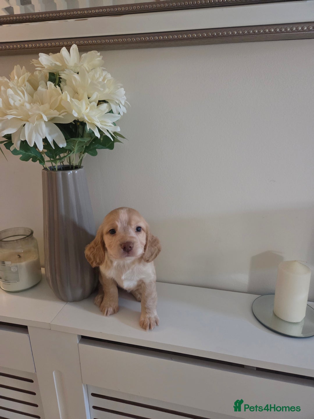 Cocker Spaniel dogs for sale: Stunning gold working cocker spaniel puppies!! - Image 8