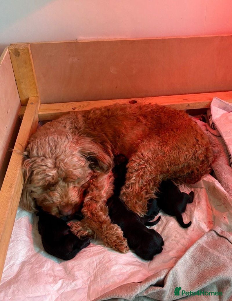 Cockapoo dogs Beautiful Cockapoo Puppies — 2 Boys, 2 Girls - Advert 17