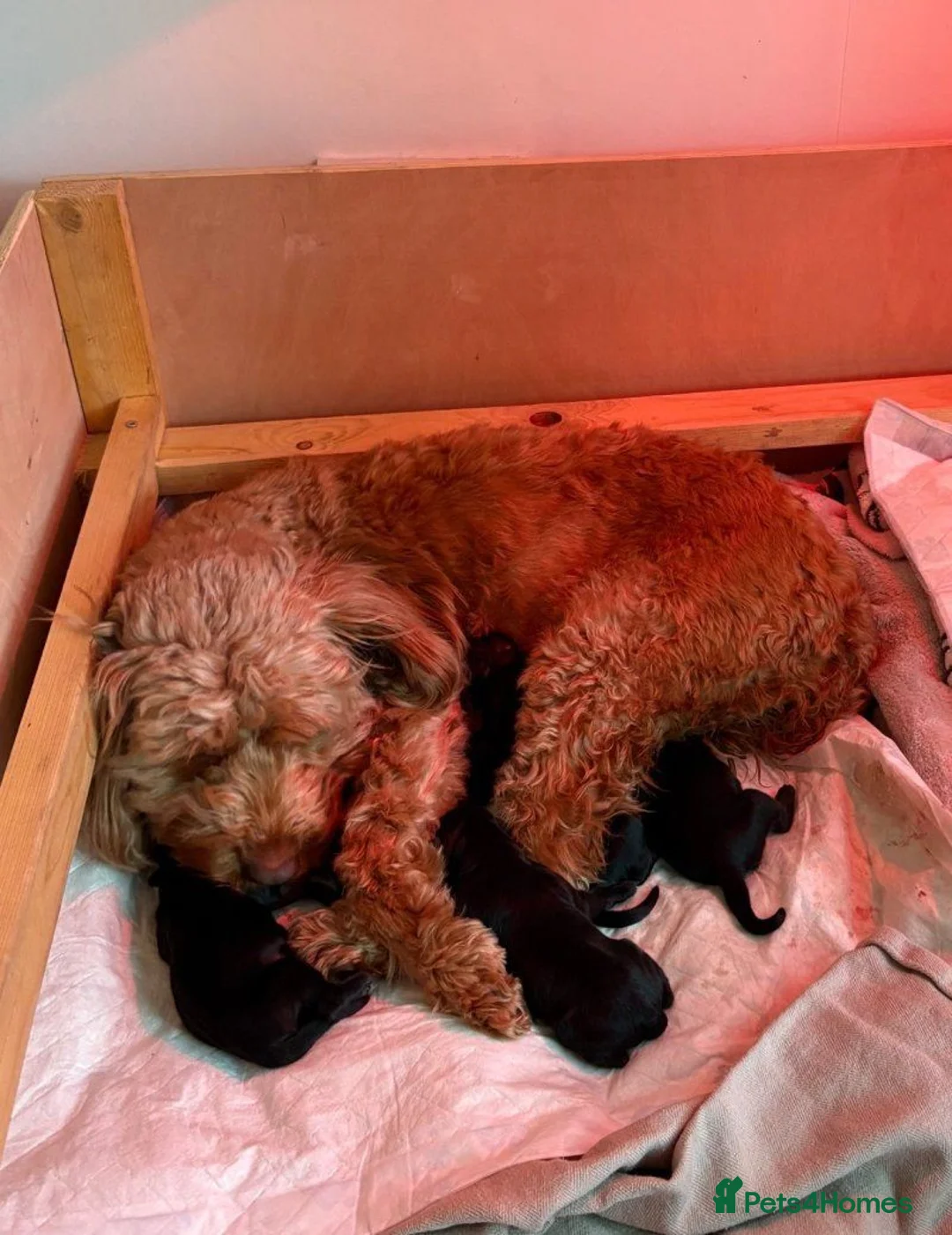 Cockapoo dogs for sale: Beautiful Cockapoo Puppies — 2 Boys, 2 Girls in Norwich - Advert 1