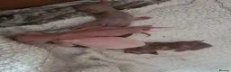 Sphynx cats for sale: Stunning sphynx kittens - Advert 5