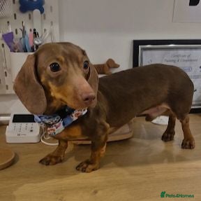 Miniature Dachshund dogs KC FULLY HEALTH Tested Miniature Dachshund Stud  - Advert 4