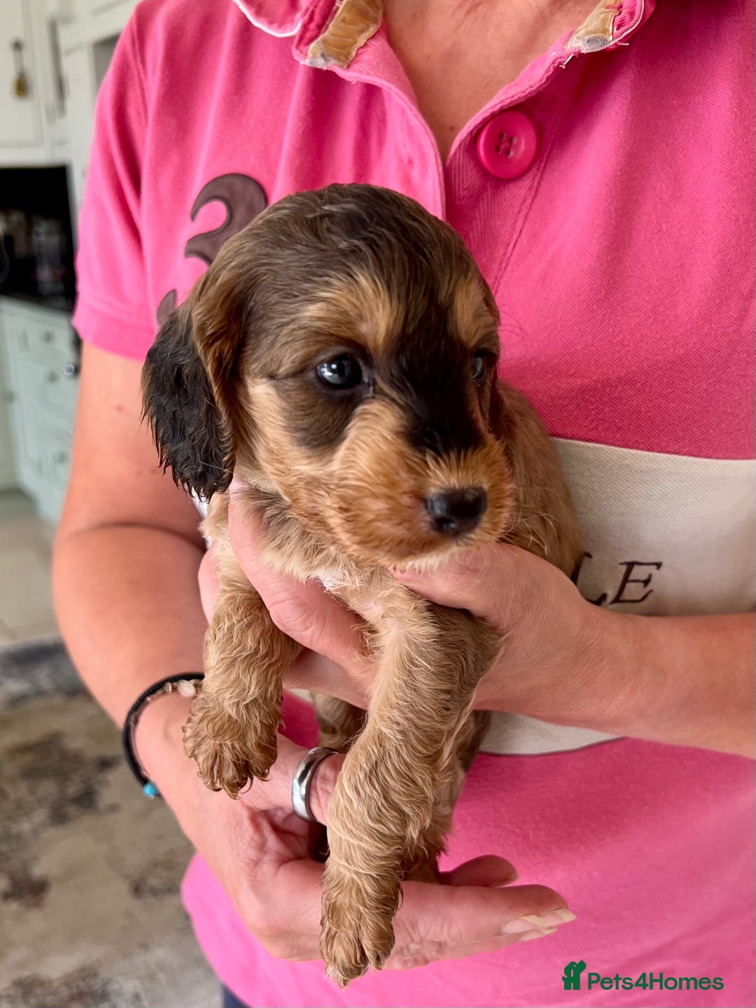 Cockapoo dogs for sale: Cockapoo puppies  - Image 8