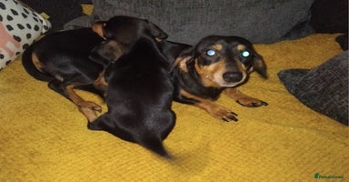 Miniature Dachshund dogs - Advert 12